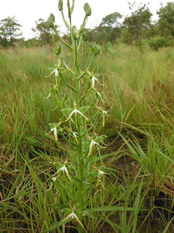 Habenaria rautaneniana Habenaria rautaneniana