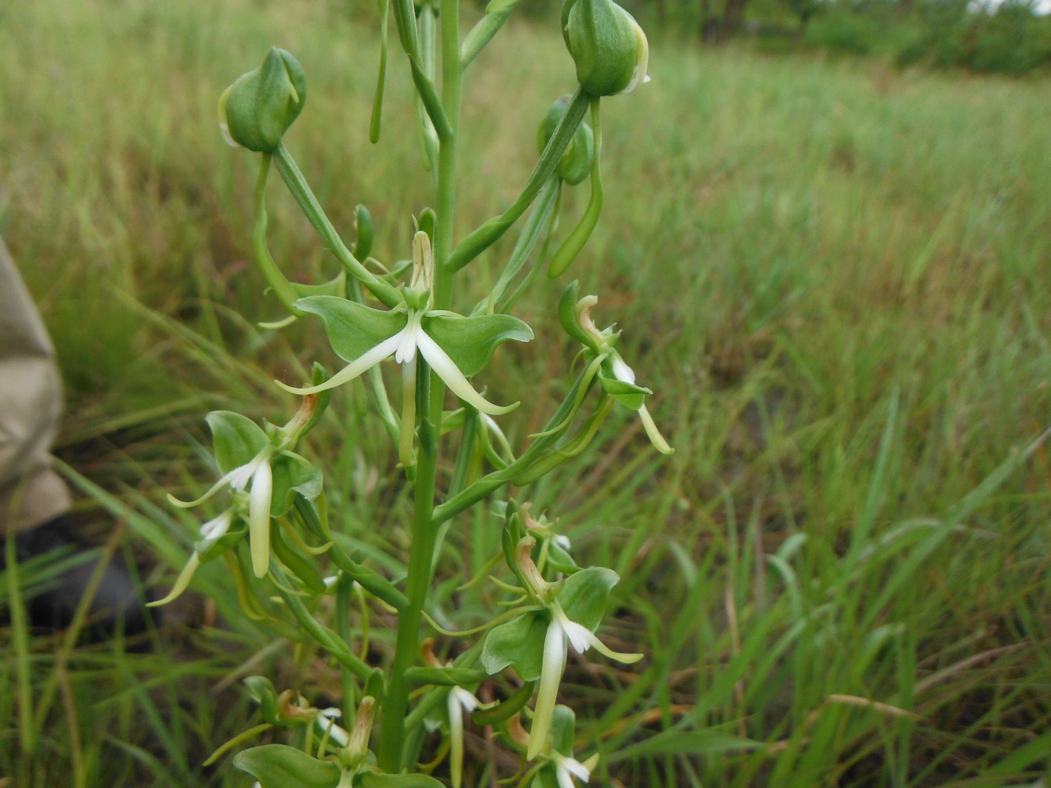 Habenaria rautaneniana Habenaria rautaneniana