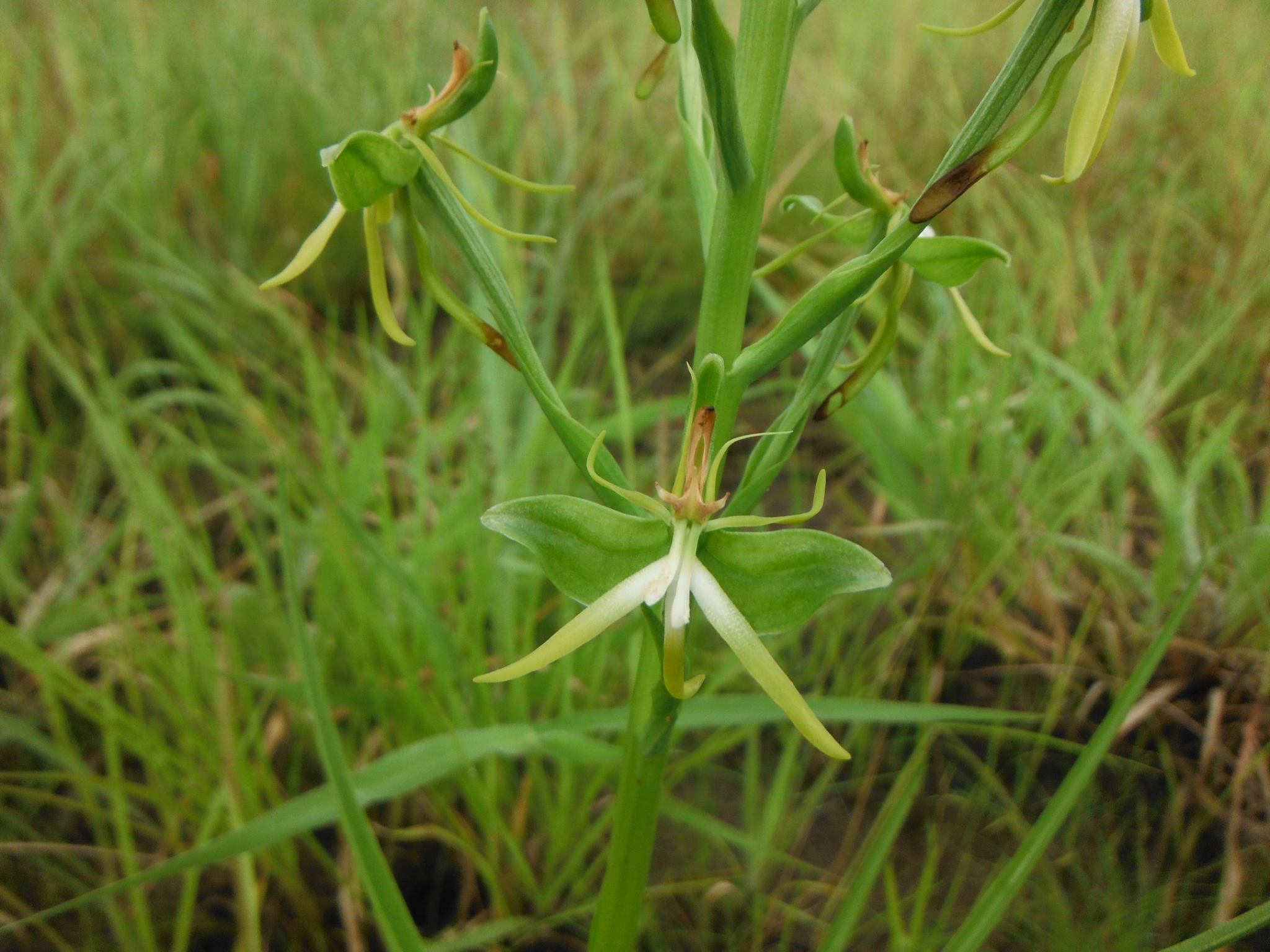 Habenaria rautaneniana Habenaria rautaneniana