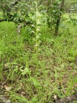 Habenaria retinervis