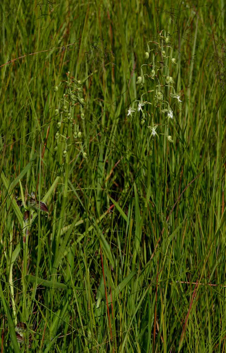 Habenaria schimperiana