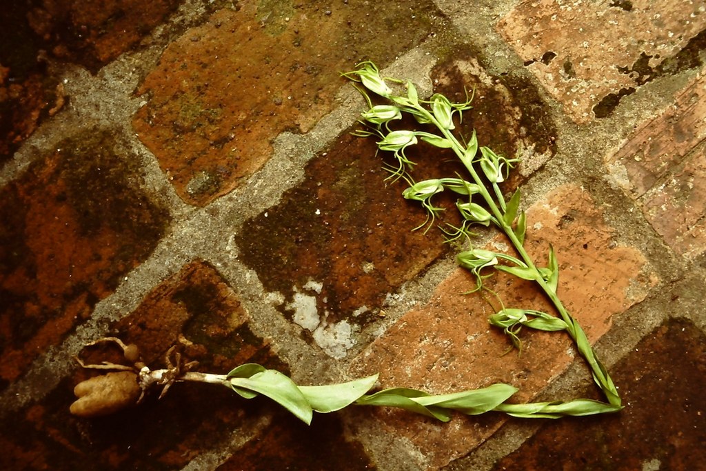 Habenaria tentaculigera