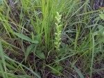 Habenaria uhehensis