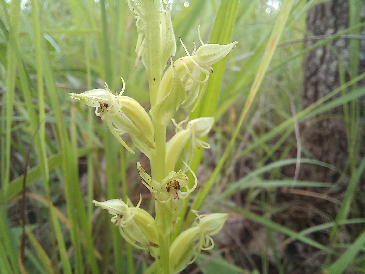 Habenaria uhehensis Habenaria uhehensis