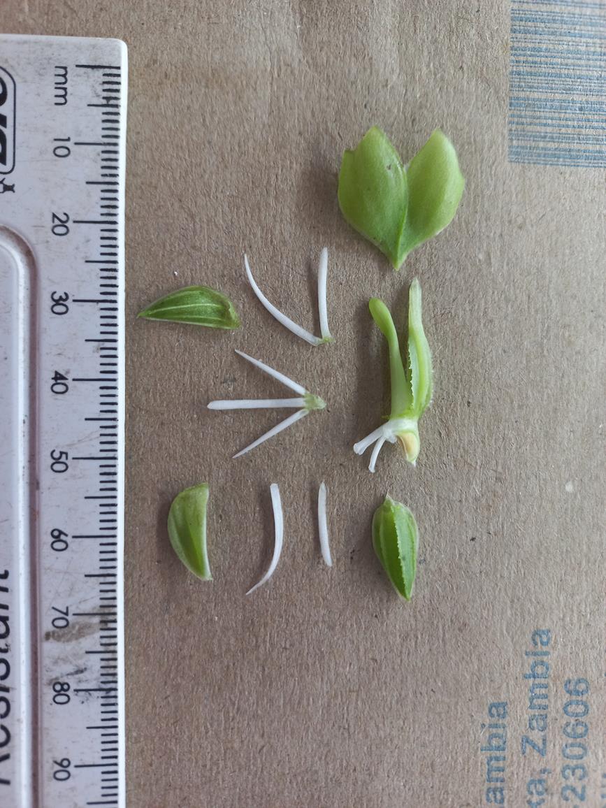 Habenaria verdickii