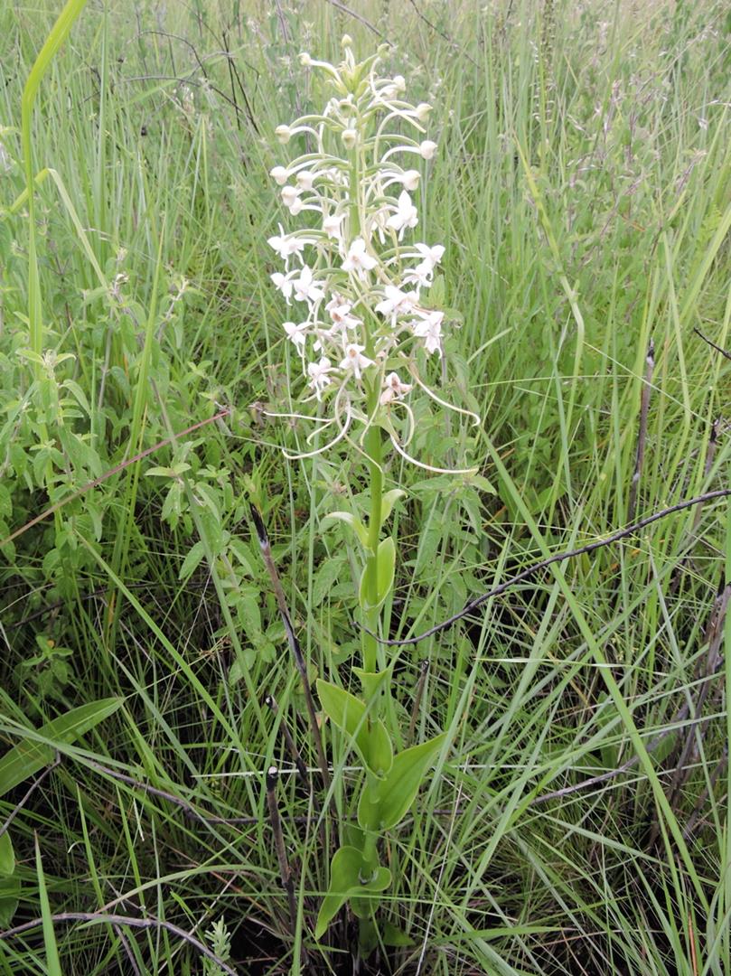 Habenaria zambesina Habenaria zambesina