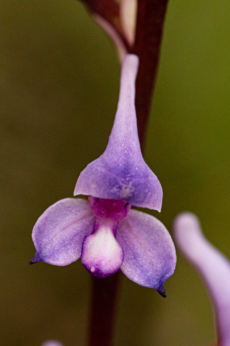 Disa equestris Disa equestris