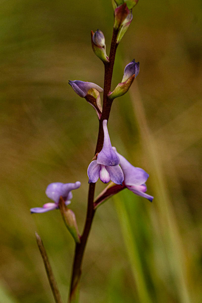 Disa equestris Disa equestris