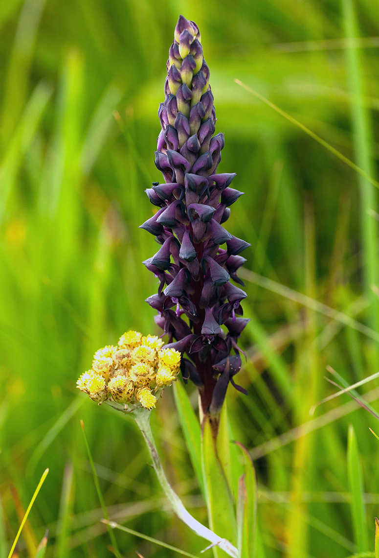 Disa hircicornis