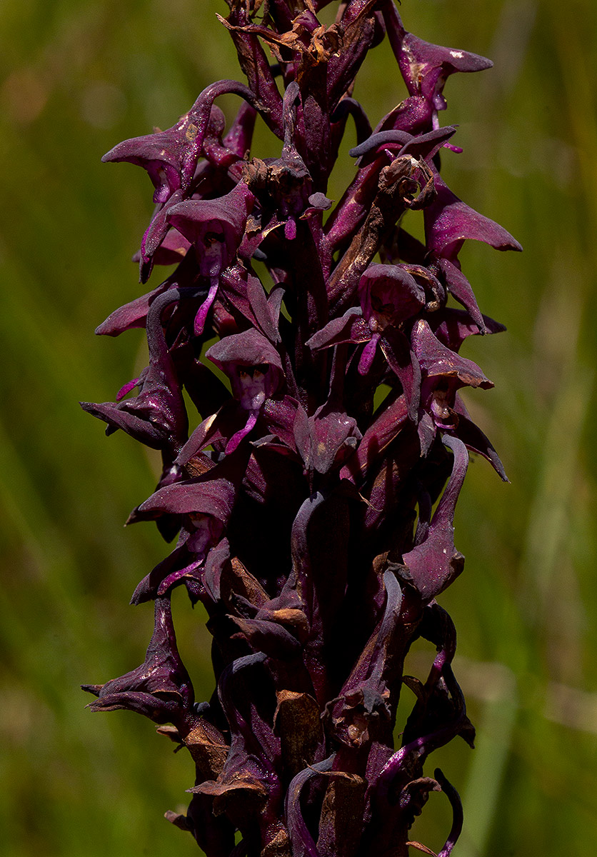 Disa hircicornis Disa hircicornis