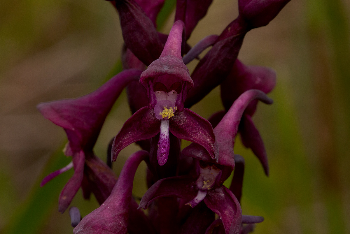 Disa hircicornis Disa hircicornis
