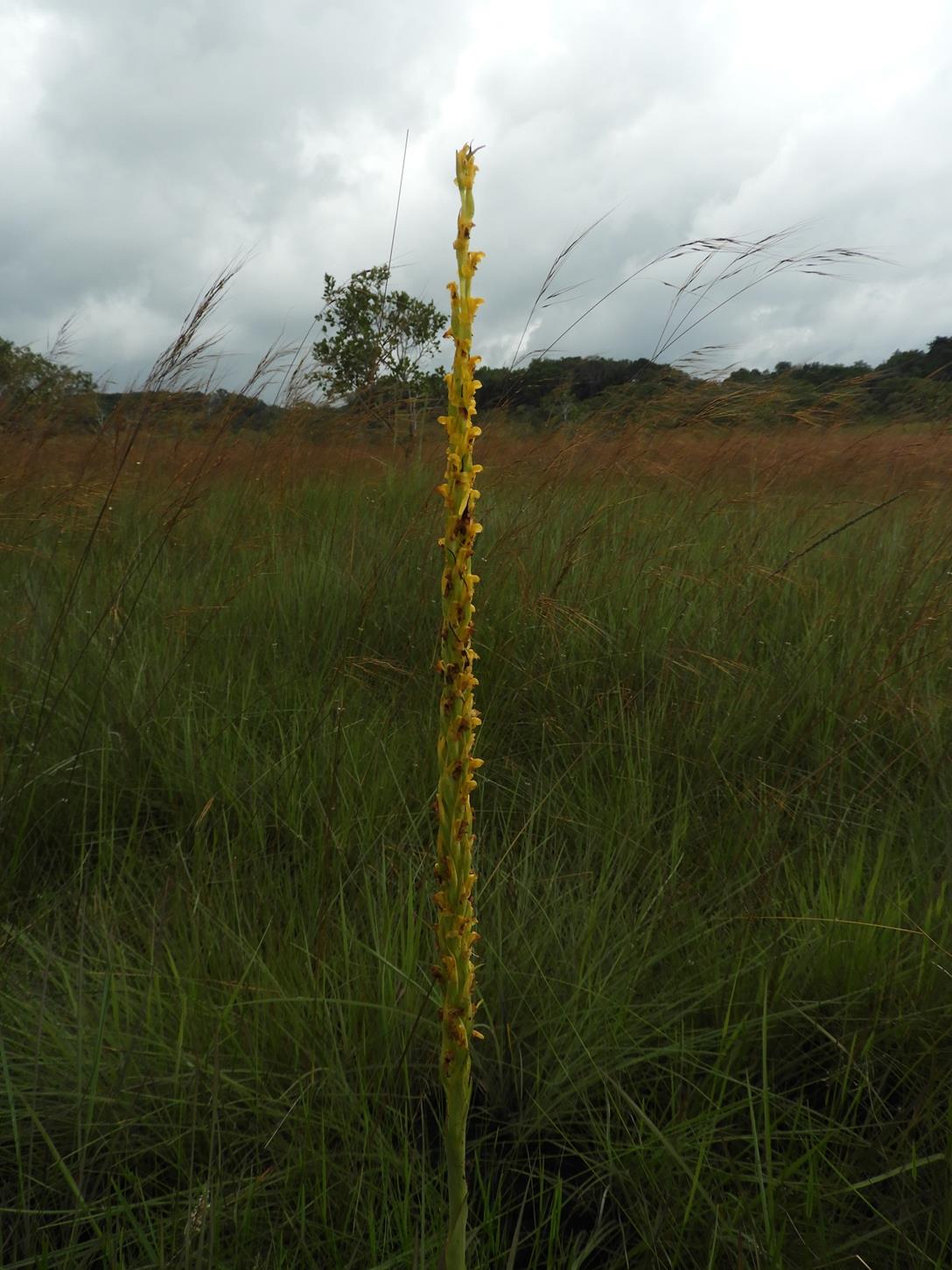 Disa ochrostachya