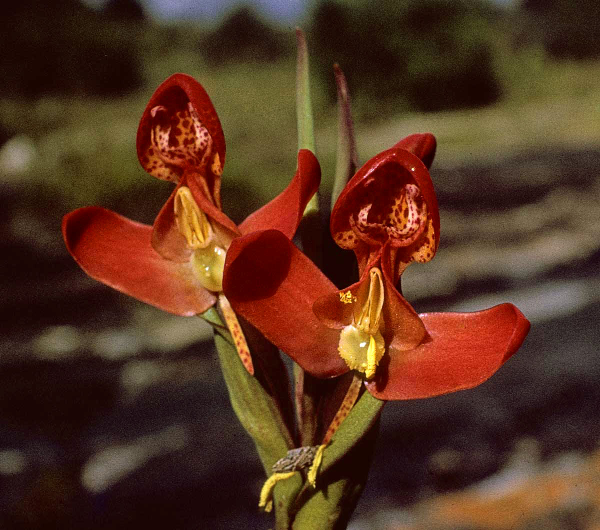Disa ornithantha Disa ornithantha