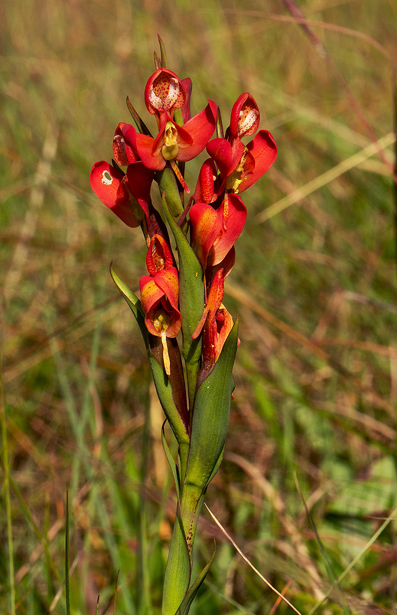 Disa ornithantha Disa ornithantha