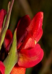 Disa ornithantha