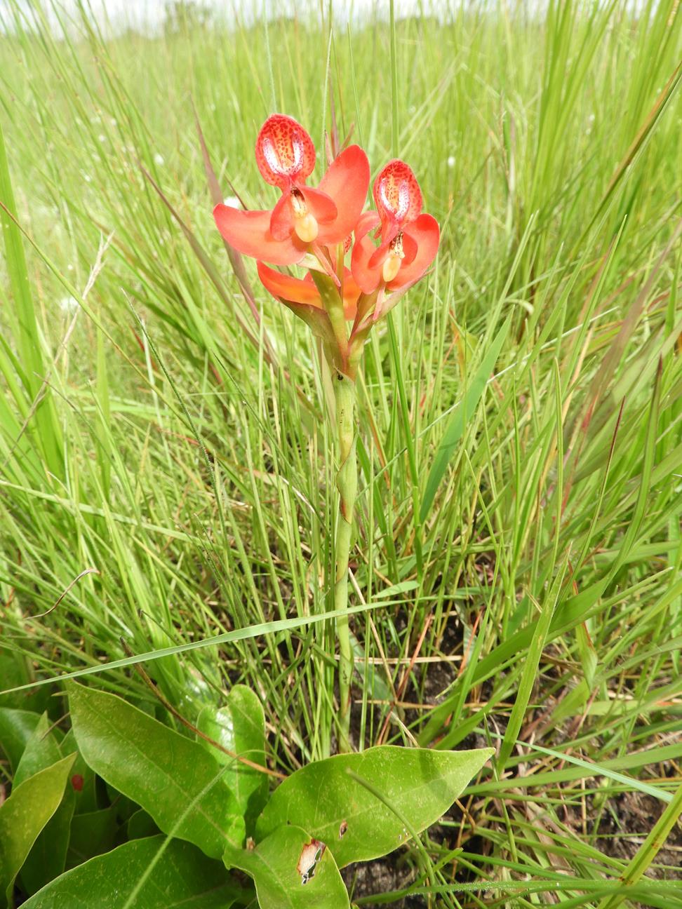 Disa ornithantha Disa ornithantha