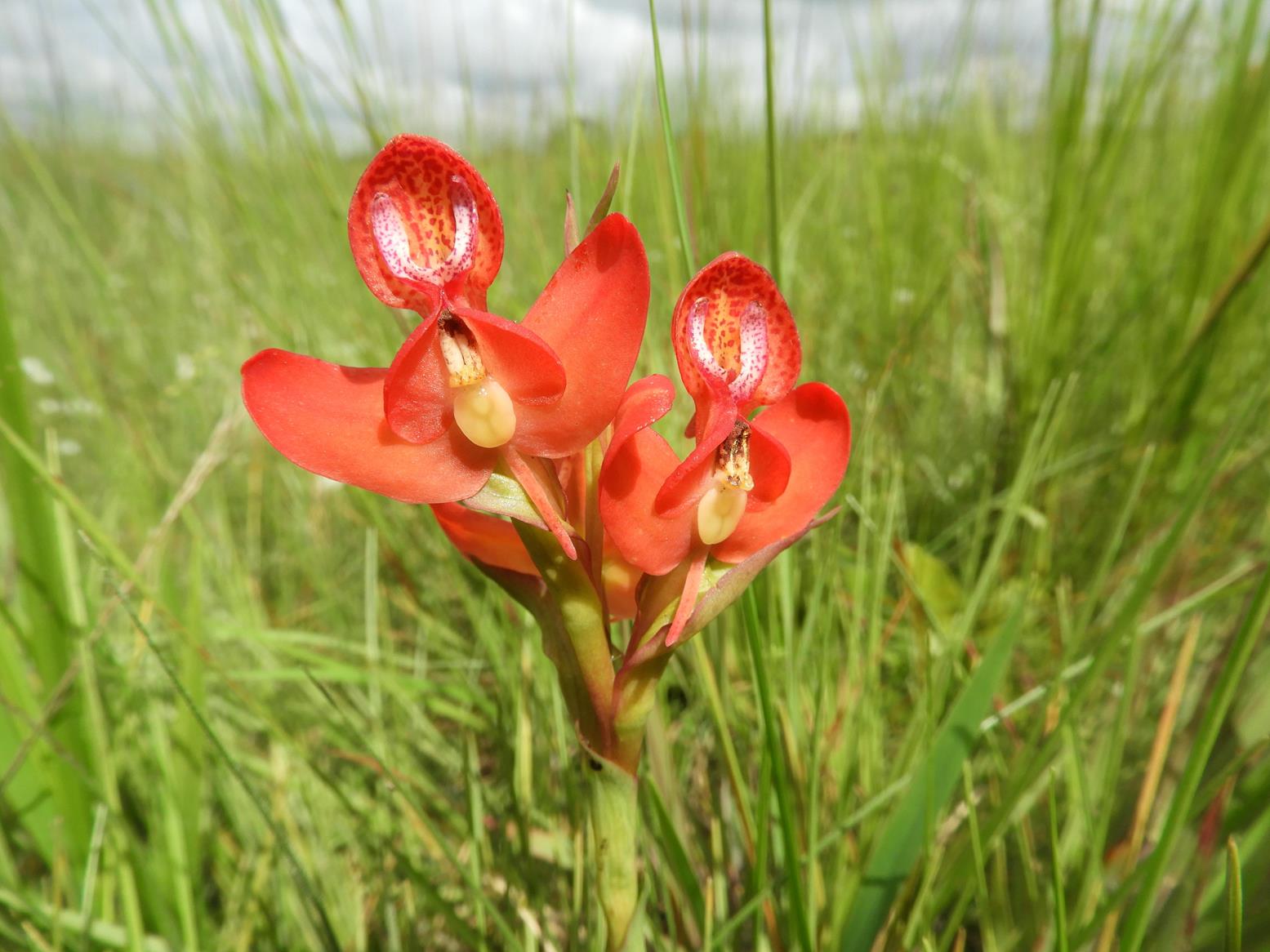 Disa ornithantha Disa ornithantha