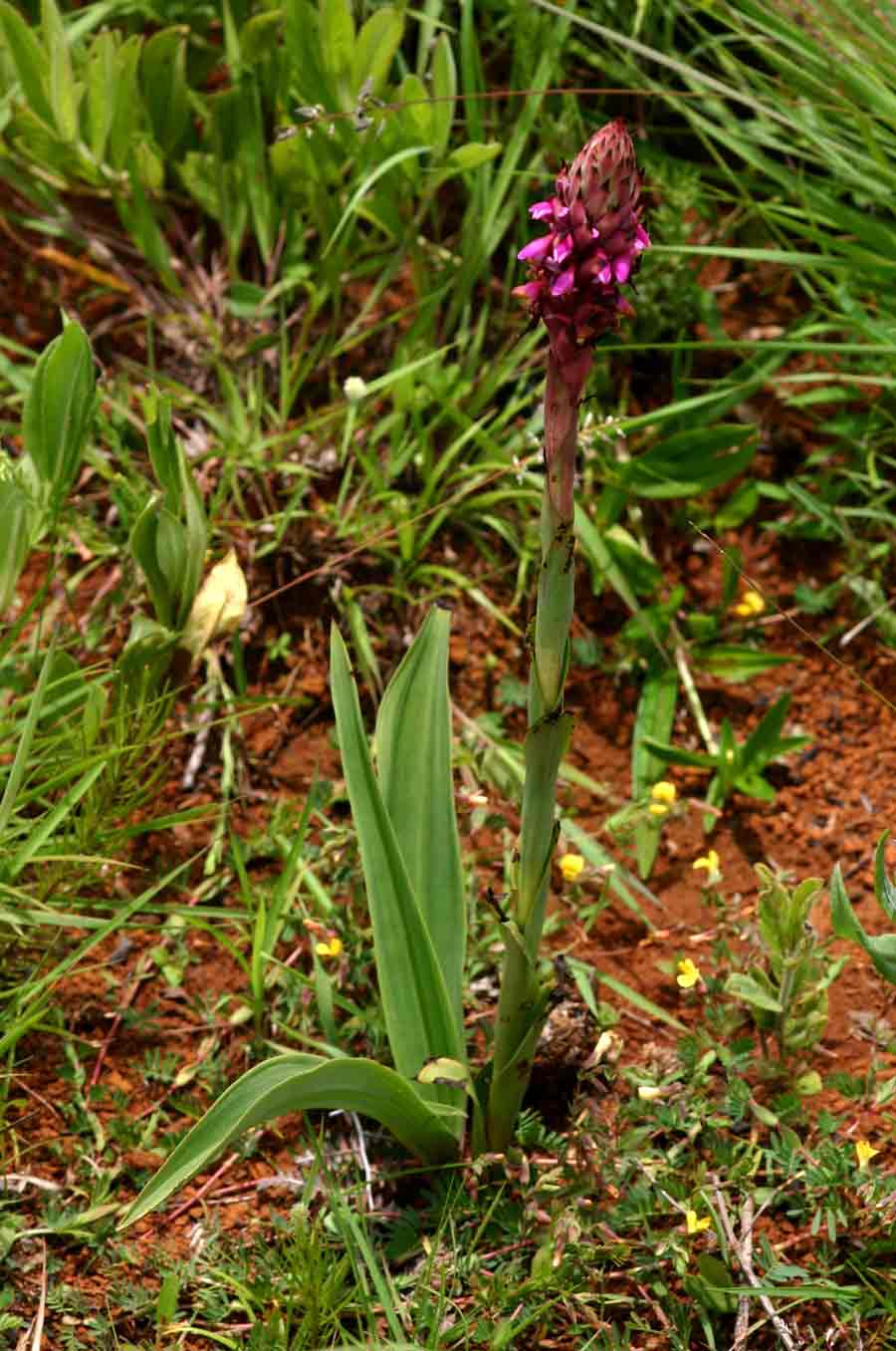 Disa versicolor