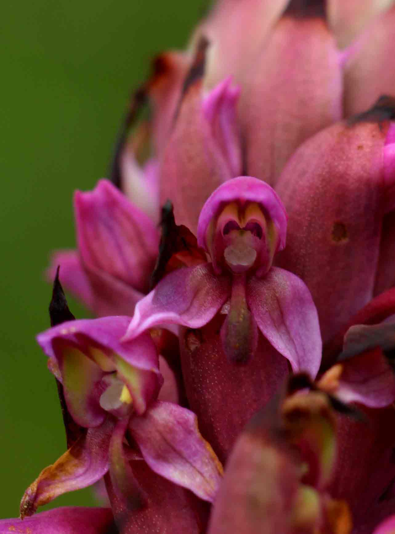 Disa versicolor Disa versicolor