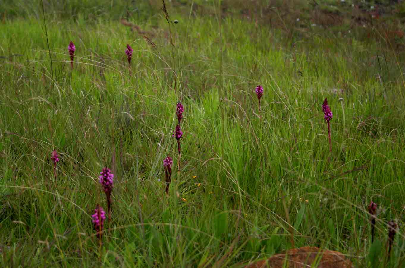 Disa versicolor Disa versicolor