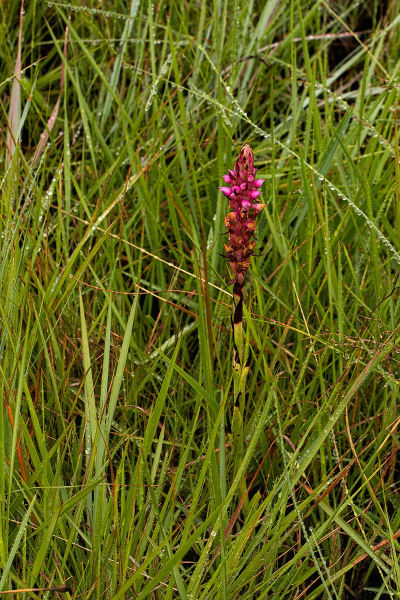 Disa versicolor Disa versicolor
