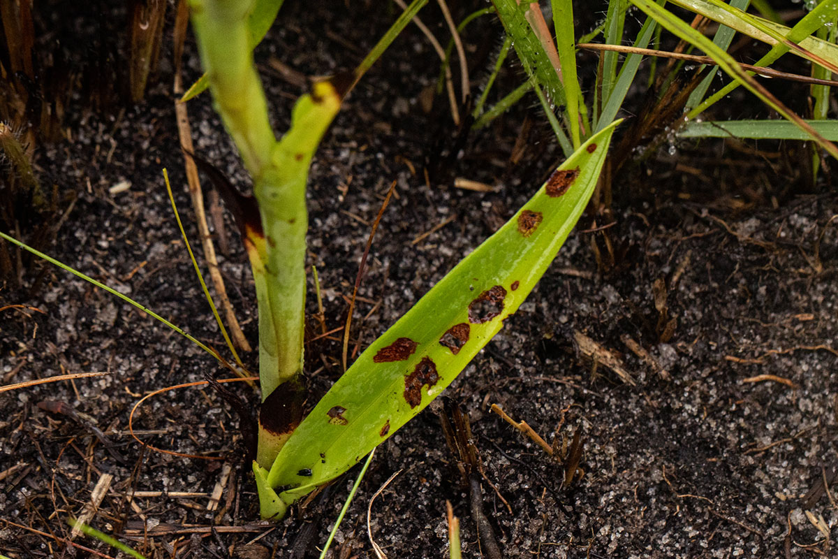 Disa versicolor Disa versicolor