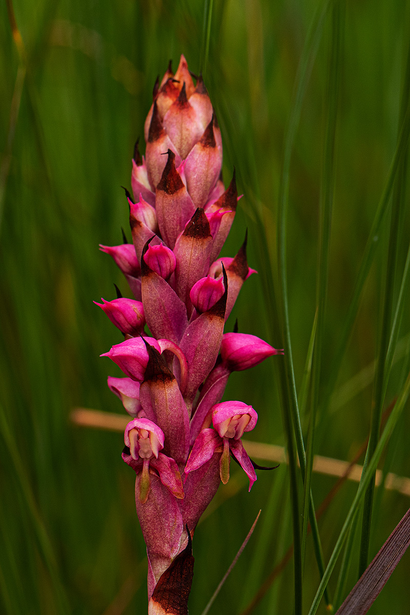 Disa versicolor Disa versicolor