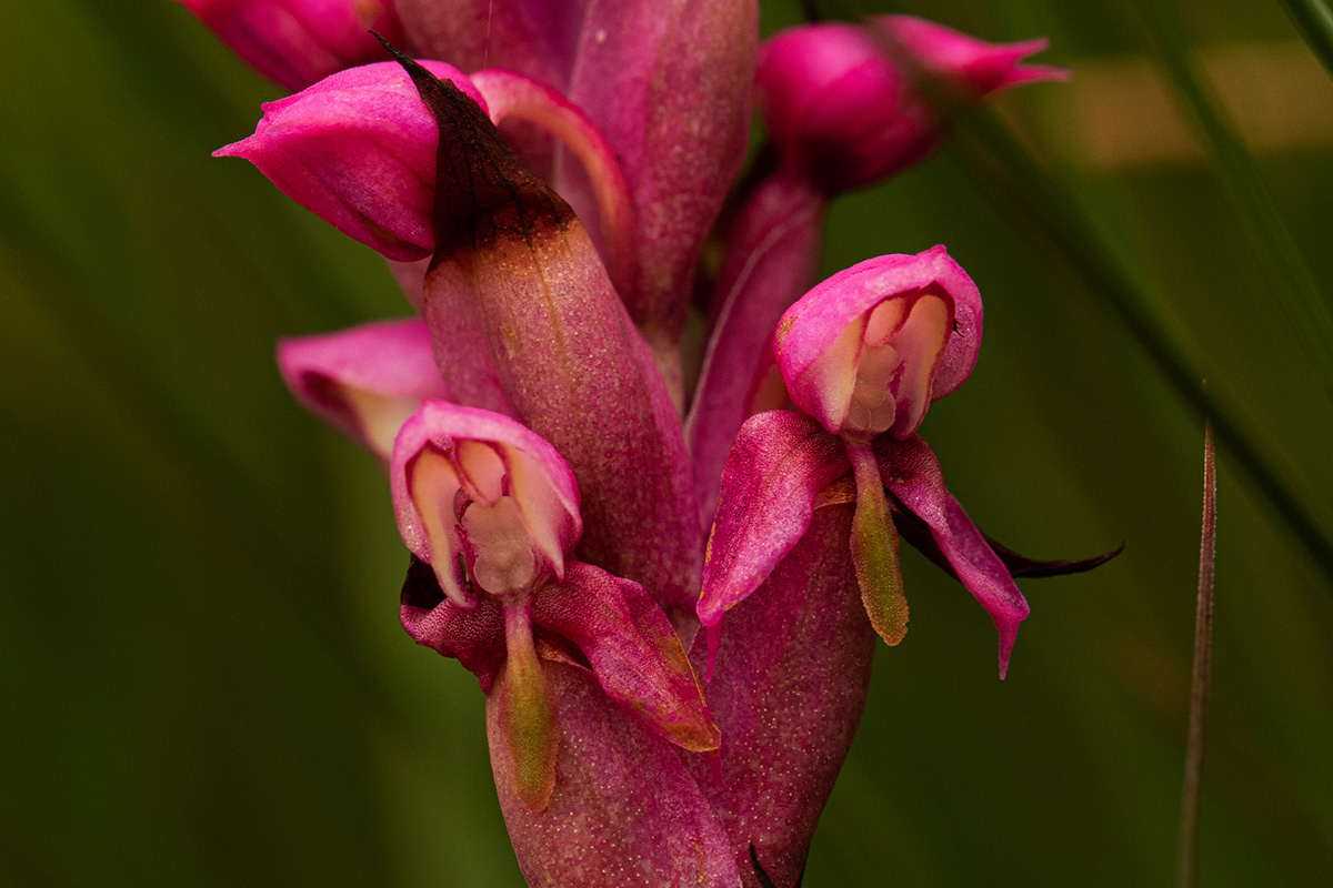 Disa versicolor Disa versicolor