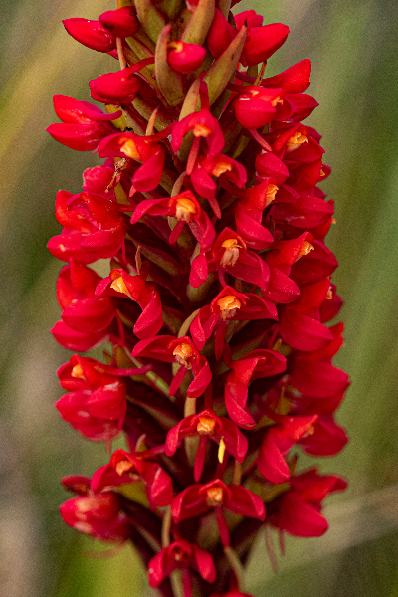 Disa welwitschii subsp. welwitschii Disa welwitschii subsp. welwitschii