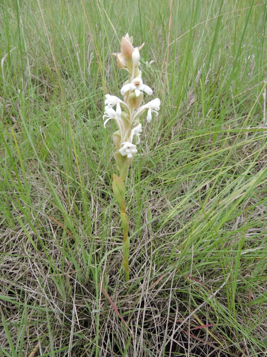 Satyrium buchananii Satyrium buchananii