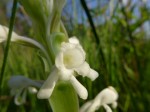 Satyrium buchananii