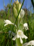 Satyrium buchananii