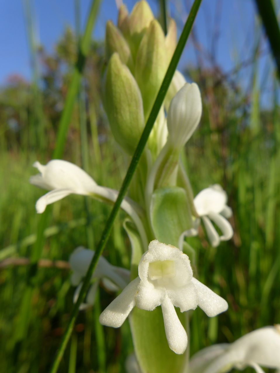 Satyrium buchananii Satyrium buchananii