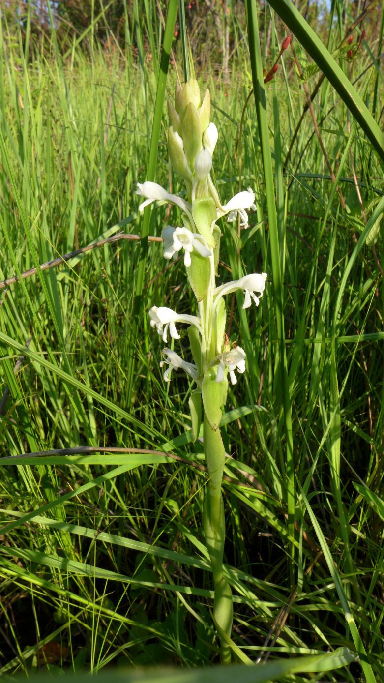 Satyrium buchananii