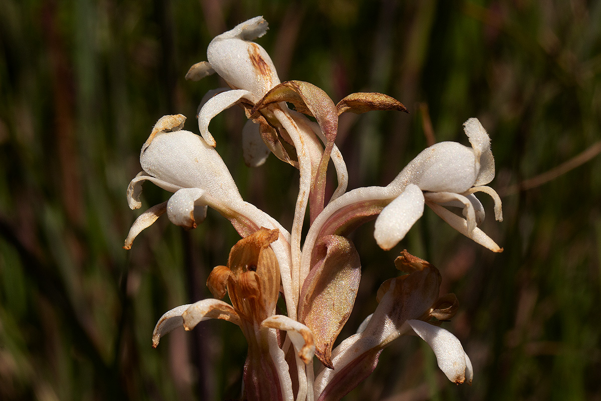 Satyrium buchananii
