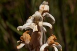 Satyrium buchananii