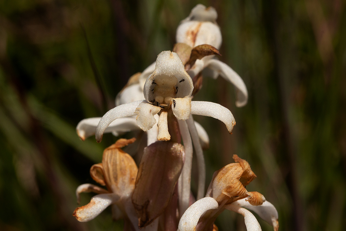 Satyrium buchananii