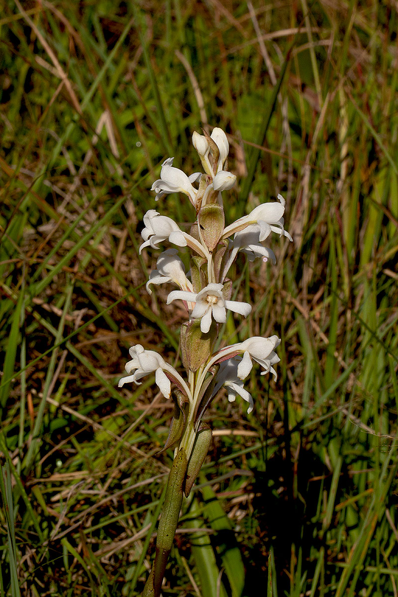 Satyrium buchananii Satyrium buchananii