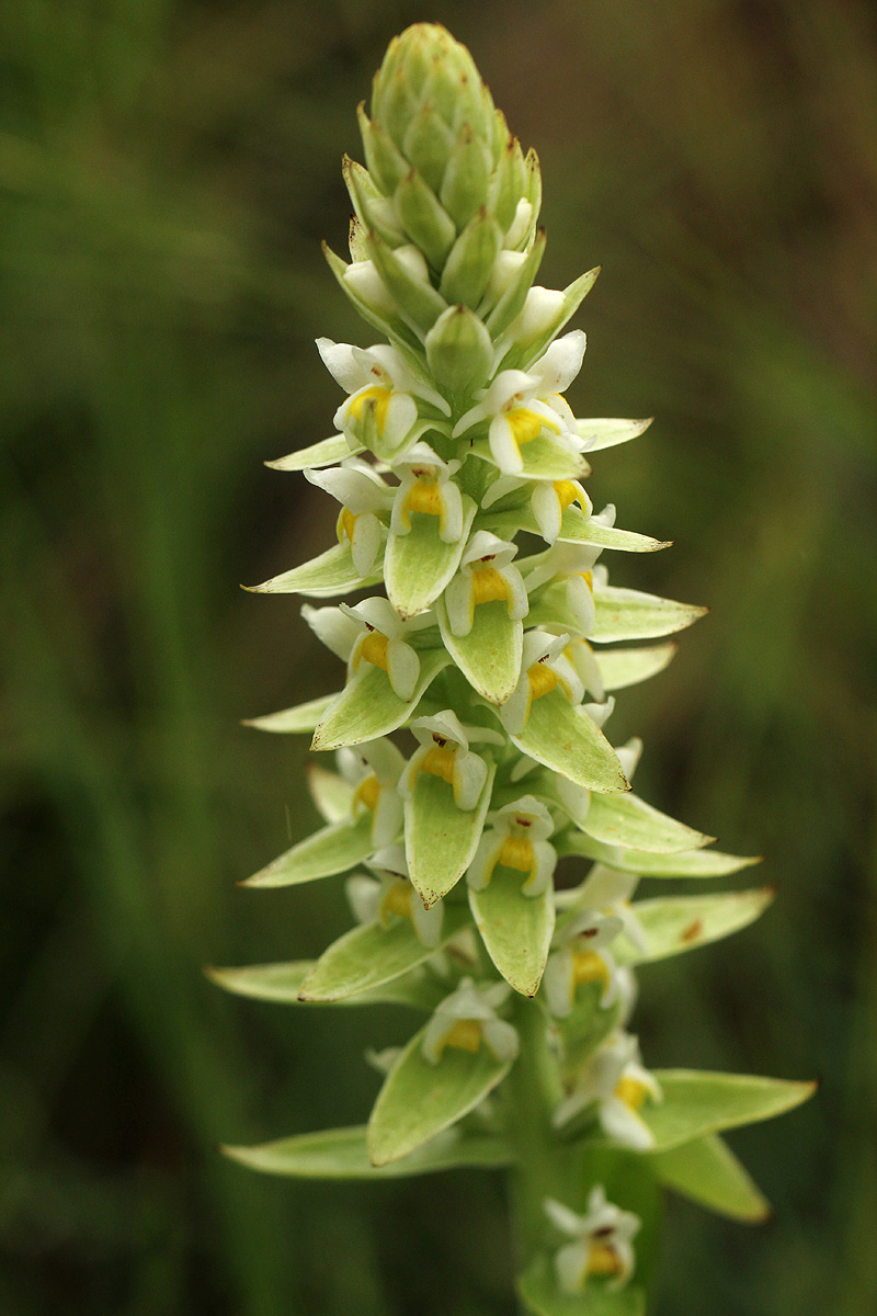 Satyrium trinerve