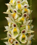 Satyrium trinerve