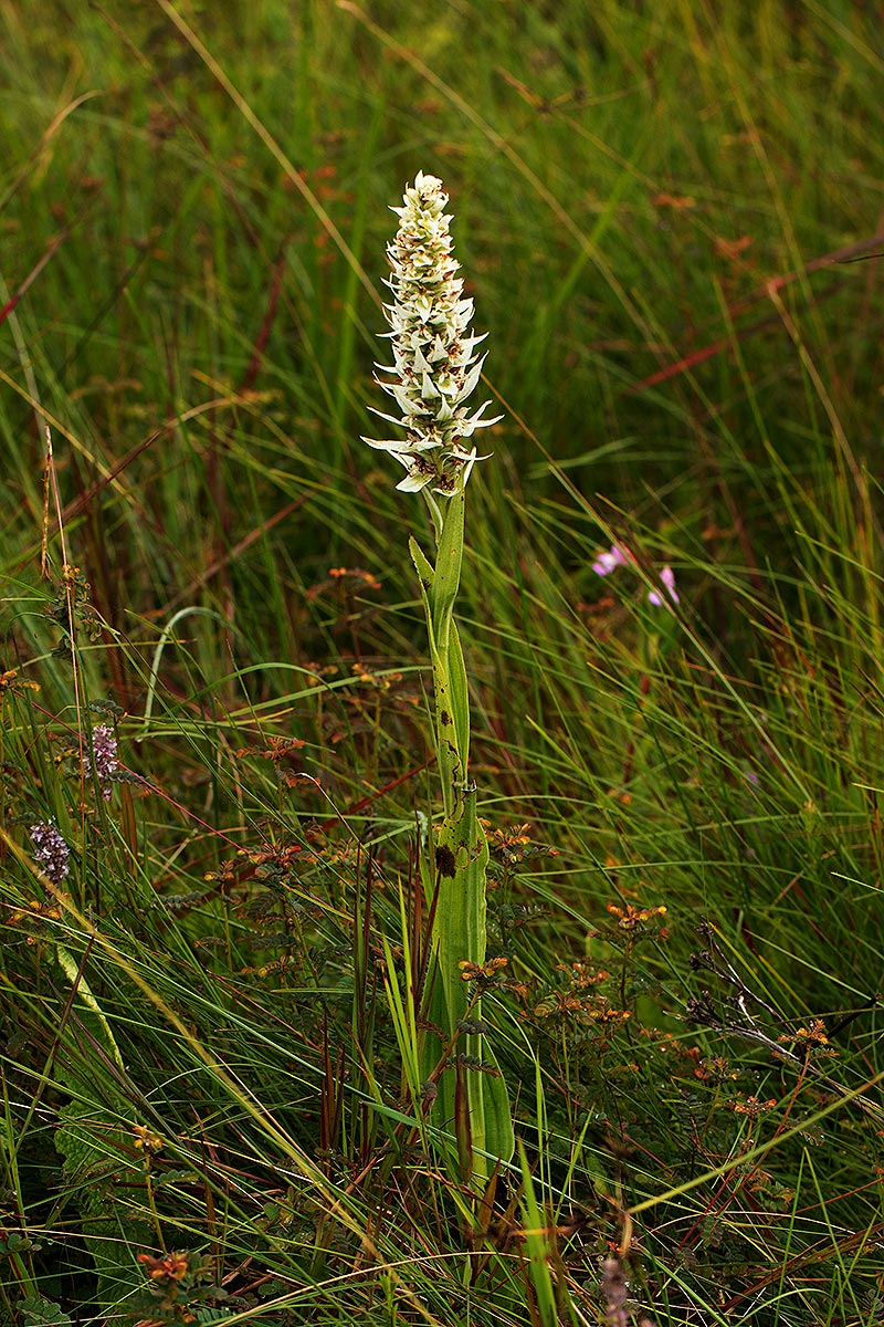 Satyrium trinerve Satyrium trinerve