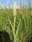 Satyrium trinerve