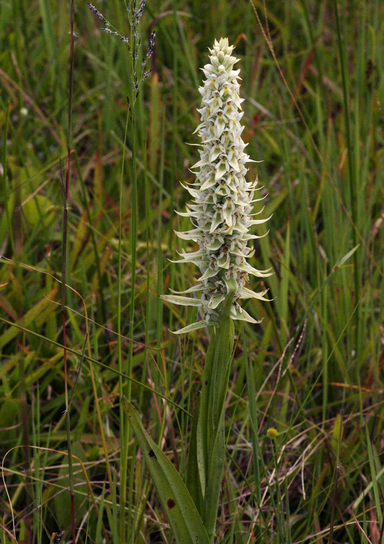 Satyrium trinerve