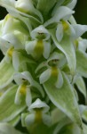 Satyrium trinerve