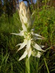 Satyrium trinerve