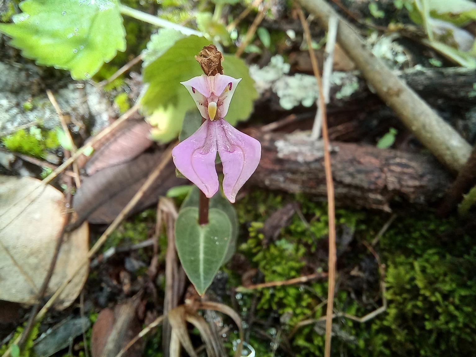 Disperis reichenbachiana