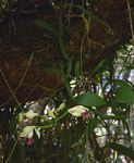 Vanilla polylepis