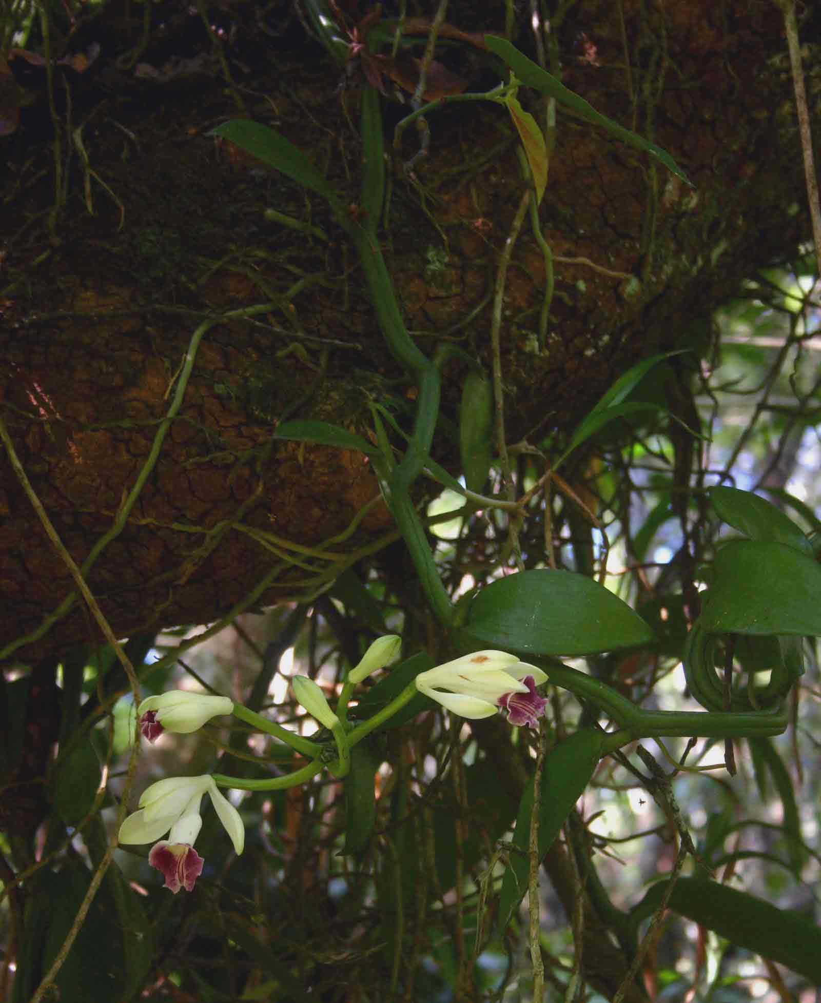 Vanilla polylepis Vanilla polylepis