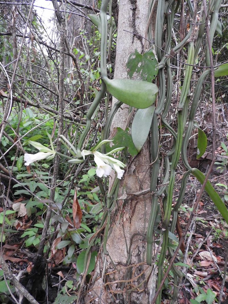 Vanilla polylepis Vanilla polylepis