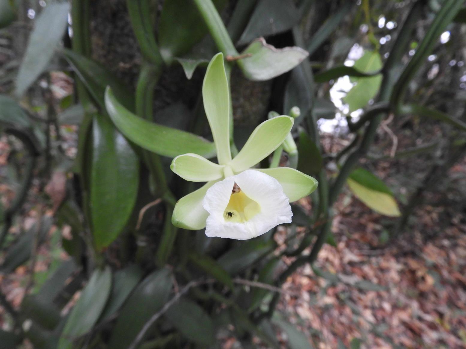 Vanilla polylepis Vanilla polylepis